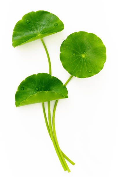 istock Close up centella asiatica leaves with rain drop isolated on white background top view. 1453738023