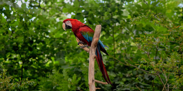 istock Red ara parrot sitting on a tree branch in the tropical forest 1453738047