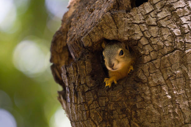 istock Closeup shot of a squirrel in tree trunk 1453738691