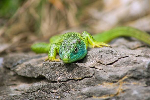 istock Iberian emerald lizard (Lacerta schreiberi) resting on the rocks on the blurred background 1453738804