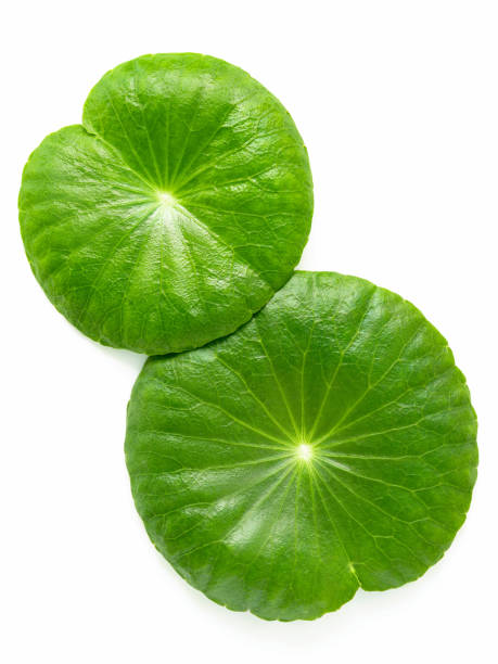 istock Close up centella asiatica leaves with rain drop isolated on white background top view. 1453738876