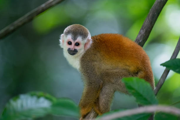 Red-backed squirrel monkey in Manuel Antonio National Park, Quepos, Costa Rica A red-backed squirrel monkey in Manuel Antonio National Park, Quepos, Costa Rica saimiri sciureus stock pictures, royalty-free photos & images