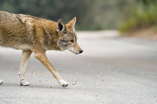 istock Closeup shot of a wolf 1453739239