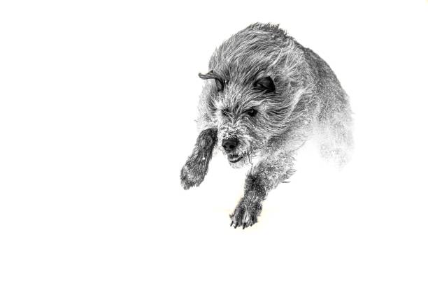 istock Grayscale shot of Irish Wolfhound playing in snow. 1453739281