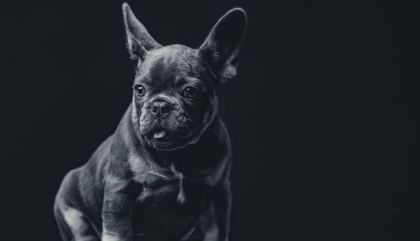 istock French Bulldog isolated on a black background 1453739514
