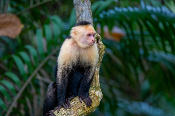 милая обезьяна-капуцин в национальном парке мануэля антонио, кепос, коста-рика - animals in the wild manuel antonio national park primate monkey стоковые фото и изображения