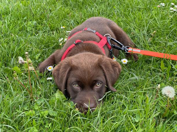 istock Cute Labrador dog lying in green grass 1453739684