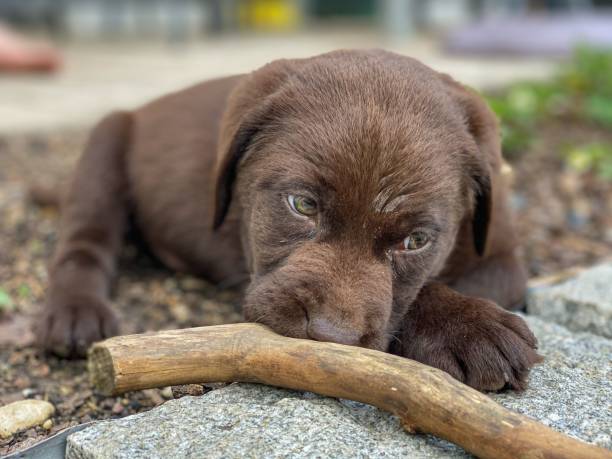 istock Selective focus of a cute Labrador dog playing with a stick 1453739693