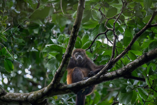 паукообразная обезьяна сидит на ветке дерева в национальном парке мануэль антонио, кепос, коста-рика - animals in the wild manuel antonio national park primate monkey стоковые фото и изображения