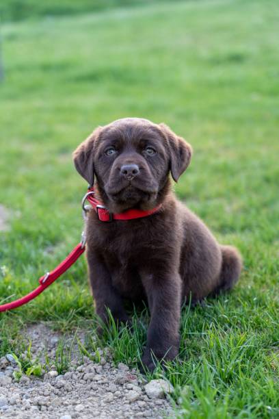 istock Selective focus of a cute Labrador dog 1453739734