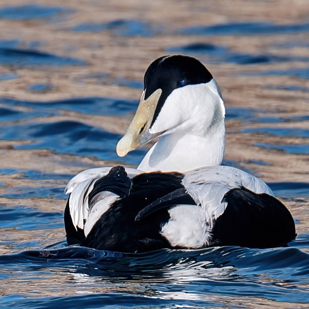 istock Closeup shot of black and white common eider floating on water 1453739921