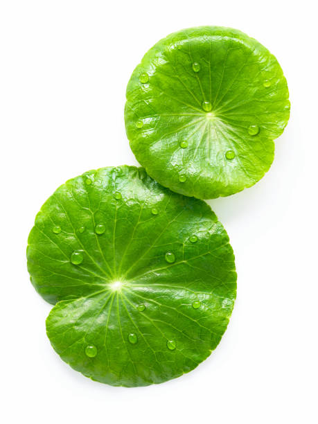istock Close up centella asiatica leaves with rain drop isolated on white background top view. 1453739936