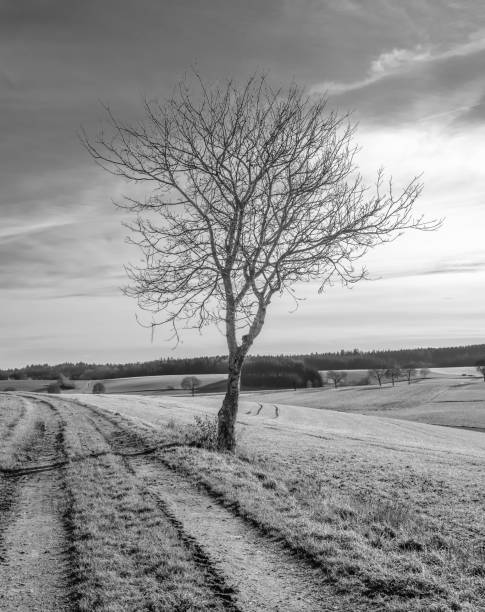 istock Dry leafless tree in the middle of a field against a cloudy sky 1453740013