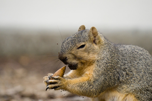 A closeup shot of a squirrel