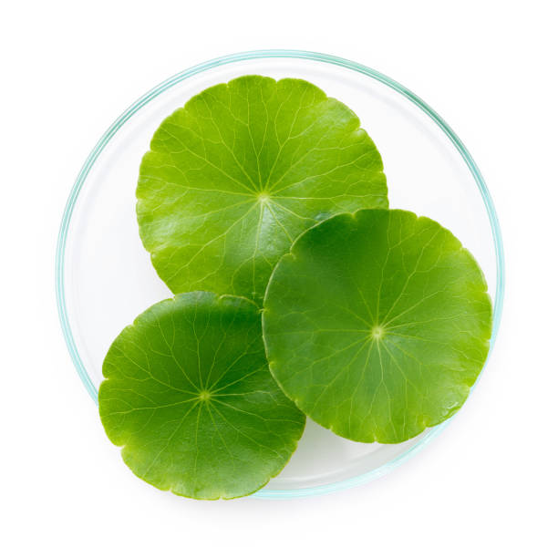 istock Close up centella asiatica leaves with rain drop in petri dish isolated on white background top view. 1453740077