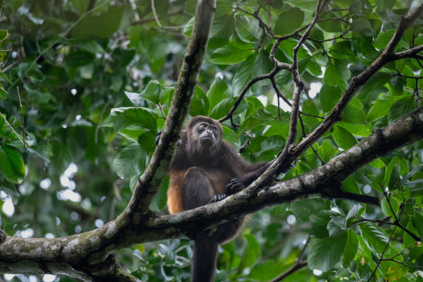 паукообразная обезьяна сидит на ветке дерева в национальном парке мануэль антонио, кепос, коста-рика - animals in the wild manuel antonio national park primate monkey стоковые фото и изображения