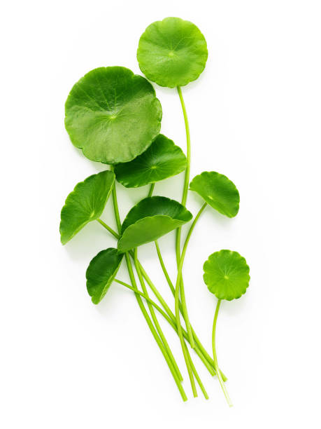istock Close up centella asiatica leaves with rain drop isolated on white background top view. 1453740257