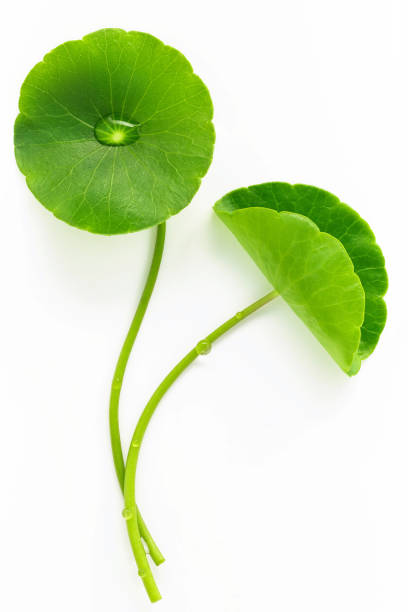 istock Close up centella asiatica leaves with rain drop isolated on white background top view. 1453740291