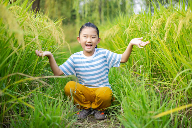 Little girl holding rice ears