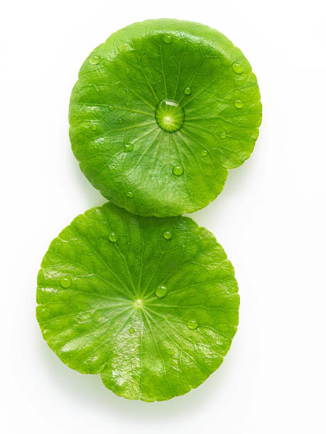 istock Close up centella asiatica leaves with rain drop isolated on white background top view. 1453740370