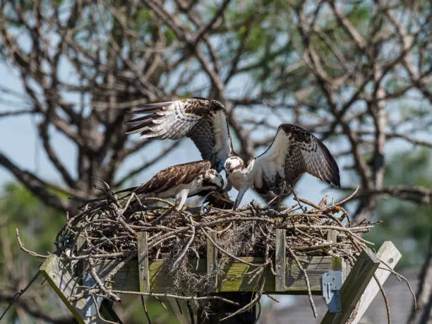 Photo of Closeup of two Ospreys landing on a net made of tree branches on a sunny day