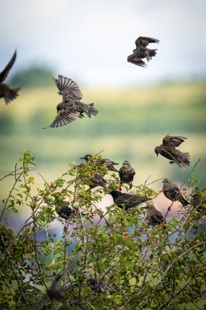 istock Vertical shot of kites flying and perched on shrub branches 1453740451
