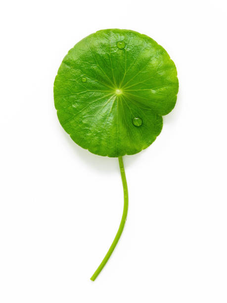 istock Close up centella asiatica leaves with rain drop isolated on white background top view. 1453740573