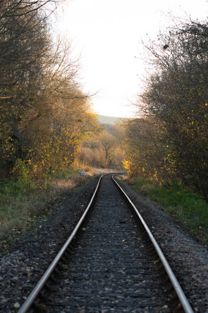 istock Vertical shot of train rails surrounded by trees at sunset 1453740658