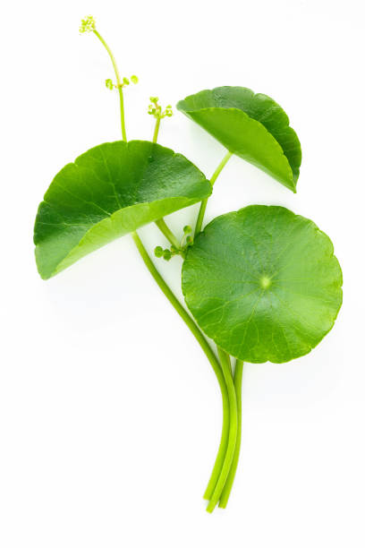 istock Close up centella asiatica leaves with rain drop isolated on white background top view. 1453740712