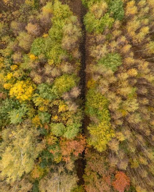 istock Top view of a path in an autumn forest 1453740839