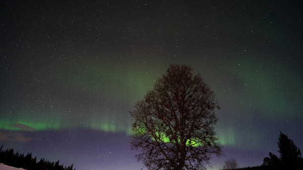 istock Closeup of a tree with bare branches against a night sky illuminated by aurora borealis 1453741184