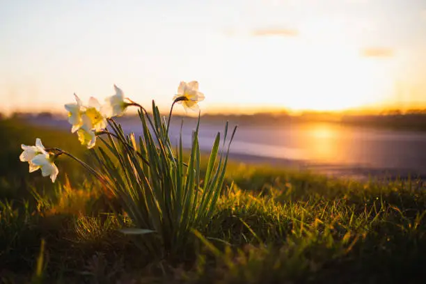 A closeup shot of daffodils growing near the beautiful lake in summer