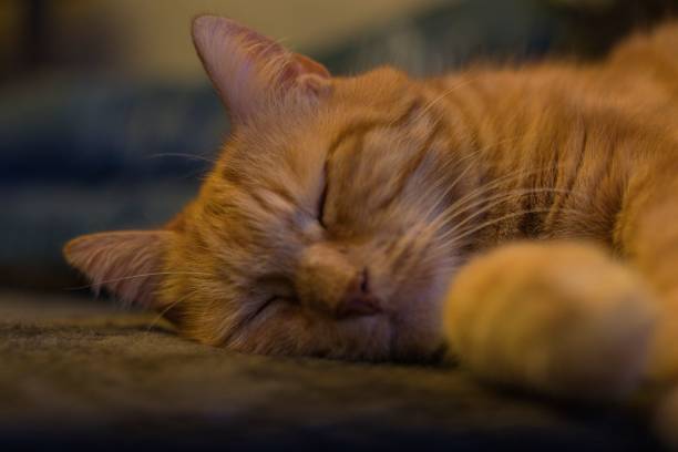istock Closeup of a sleeping orange cat against blurred background 1453741470