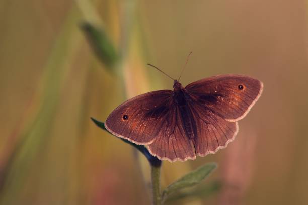 istock Selective focus of a Meadow Brown butterfly 1453742508