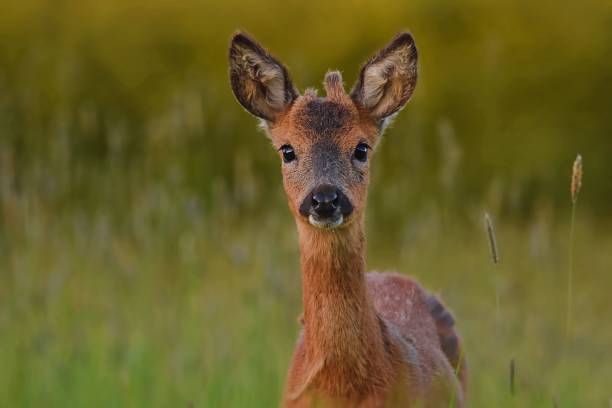 istock Brown Capreolus standing in greenery field 1453742703
