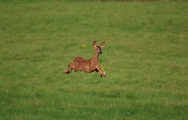 istock Brown Capreolus jumping in greenery field 1453742709