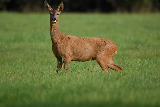 istock Brown Capreolus standing in greenery field 1453742715