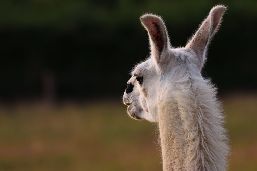 A selective focus of a lama in a field