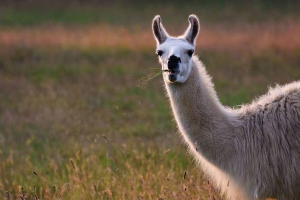 istock Selective focus of a lama in a field 1453742765