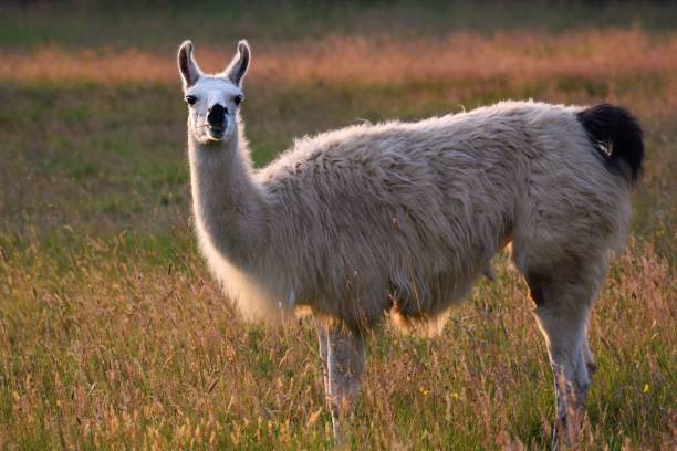 istock Selective focus of a lama in a field 1453742770