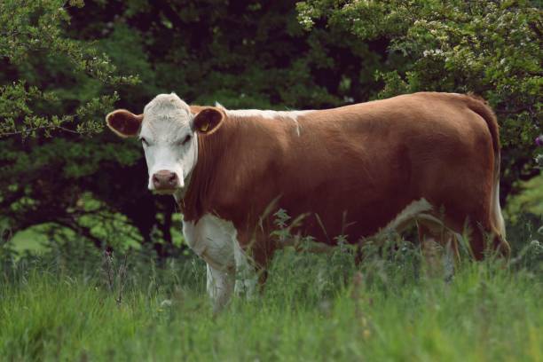 istock Cow in a green field 1453742780