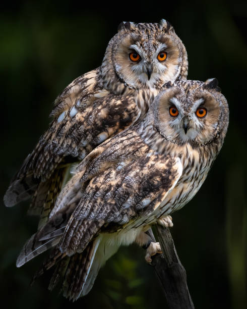 istock Two long-eared owls (Asio otus) sitting on tree branch on a blurry background 1453742799