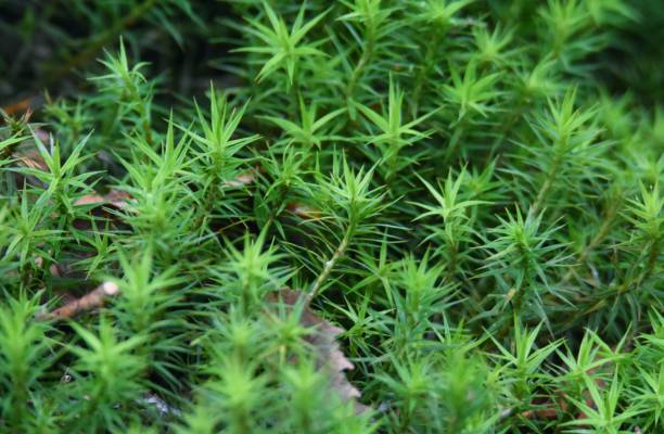 primer plano del musgo sphagnum (sphagnum) en el jardín - sphagnum fotografías e imágenes de stock