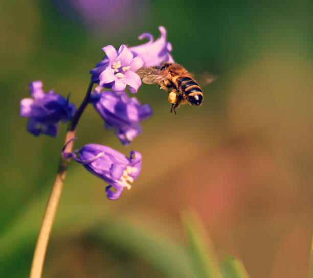 istock Closeup shot of a lavender (Lavandula) with a bee 1453742830