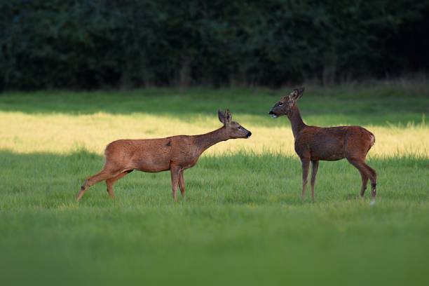istock Beautiful deers in nature during the daytime 1453742942