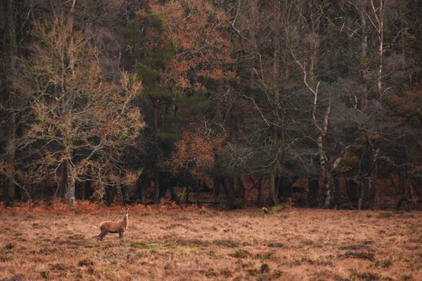 istock Beautiful deers in nature during the daytime 1453742955