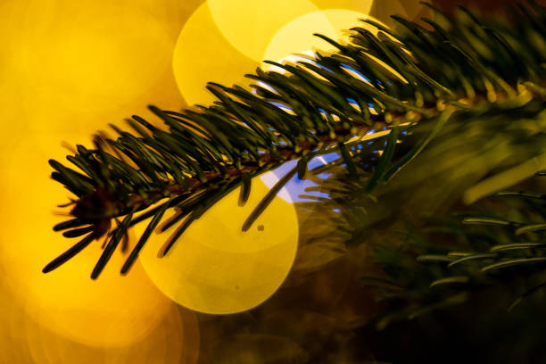 istock Christmas tree branches close up decorated with garland lights 1453744021