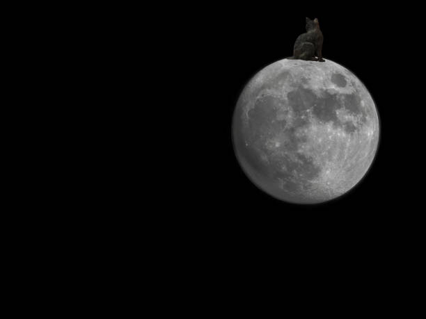 istock The cat on the moon in the future 1453744040
