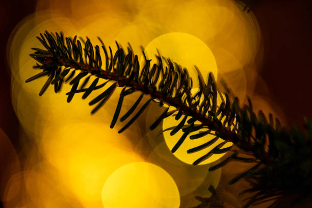 istock Christmas tree branches close up decorated with garland lights 1453744079