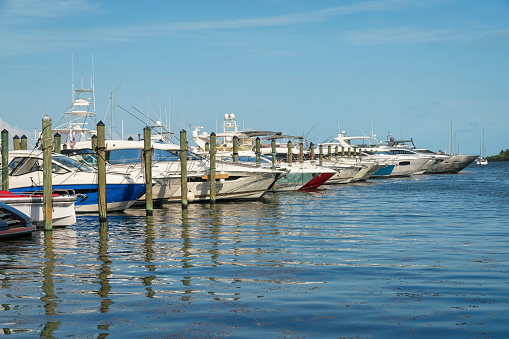 MIAMI, FLORIDA - CIRCA APRIL, 2022: Leisure boats docked at the scenic harbour on a sunny day. Small white yachts lining the bay with calm ocean water reflecting the blue sky overhead.